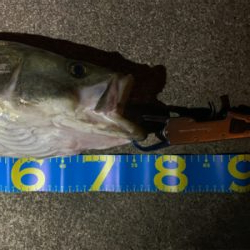 シーバスランカー手前！