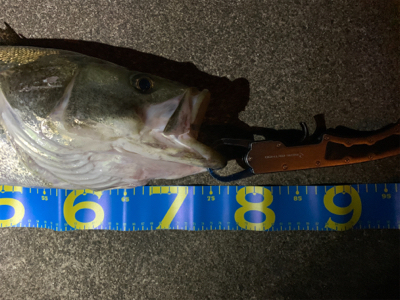 シーバスランカー手前！