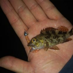 まさかのゲスト登場