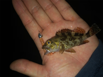 まさかのゲスト登場