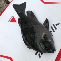 テトラでフカセ釣り