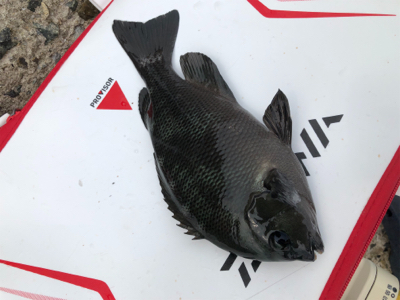 テトラでフカセ釣り