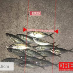 ジグ単アジング