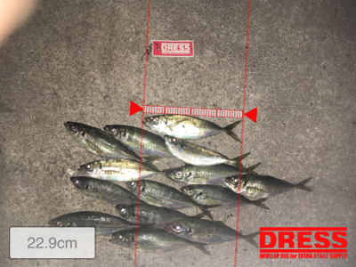 ジグ単アジング