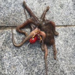 渋いながらも夏コスモ三目