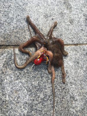 渋いながらも夏コスモ三目