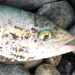 本当はフラット釣りたかったのですが。