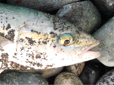 本当はフラット釣りたかったのですが。