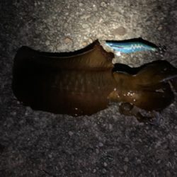 夏イカ気持ちええ