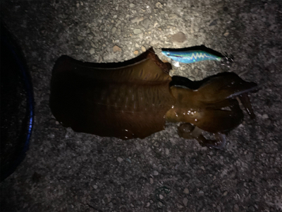 夏イカ気持ちええ