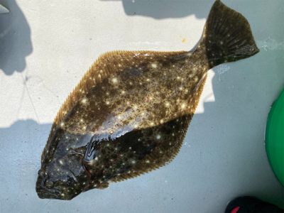 銚子外川沖、ヒラメ