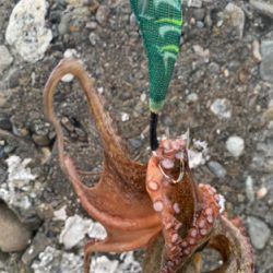 暑いけど釣れた!