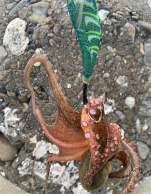 暑いけど釣れた!