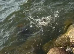 チニング  チビ連発