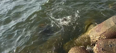 チニング  チビ連発