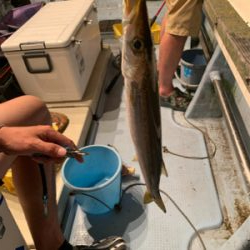 若狭湾イカメタル