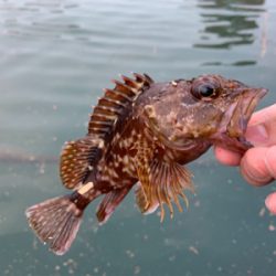 マイクロ岸ジギ