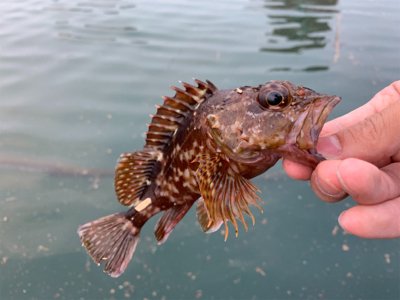 マイクロ岸ジギ