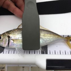 三沢でアジング