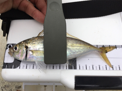 三沢でアジング