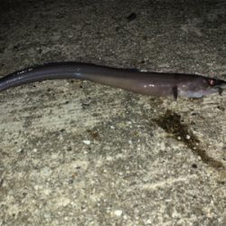 初めての島で釣り