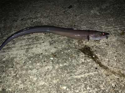 初めての島で釣り