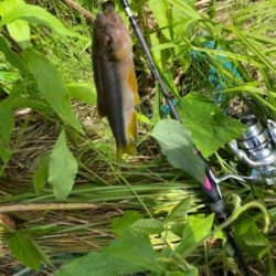 川でスプーンでカワムツ釣り