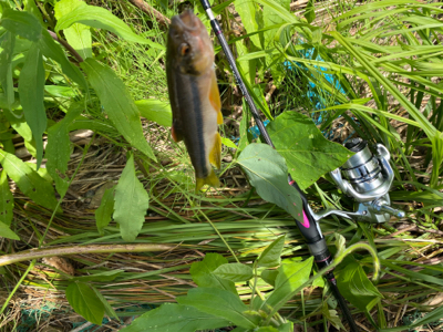 川でスプーンでカワムツ釣り