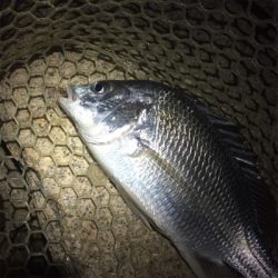 淀川ブリームゲーム