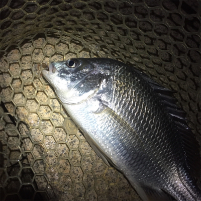 淀川ブリームゲーム