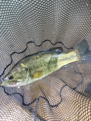 サイトと巻物で