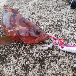 ライトショアジギングでネリゴとの戯れ