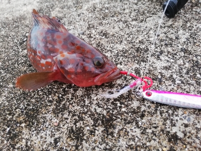 ライトショアジギングでネリゴとの戯れ