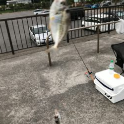 キスを求めて田原へ‼️