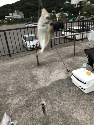 キスを求めて田原へ‼️