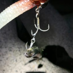 タチウオ釣れへんかな?