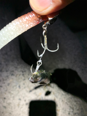 タチウオ釣れへんかな?