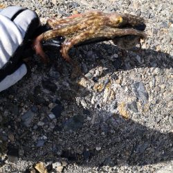 タコはシーズン終了か?