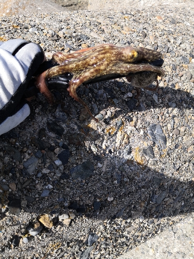 タコはシーズン終了か?