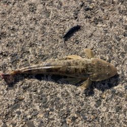 簡単な釣り方で釣れる　初心者のマゴチフィッシング