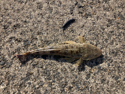 簡単な釣り方で釣れる　初心者のマゴチフィッシング