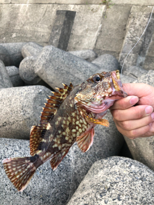 アコウを求めて