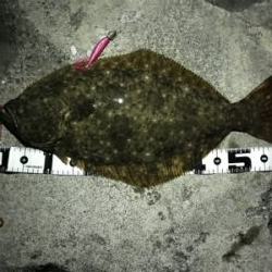 夕マヅメの小座布団ヒラメドーン