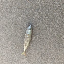 朝マズメで初ヒラメ！