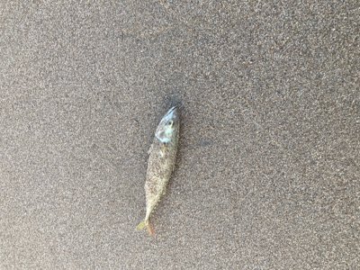 朝マズメで初ヒラメ！