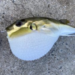 青物釣れず、外道三目^ ^