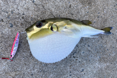 青物釣れず、外道三目^ ^