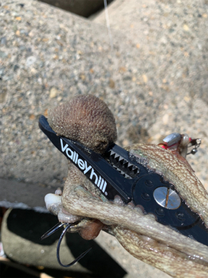 タコは裏切らない！