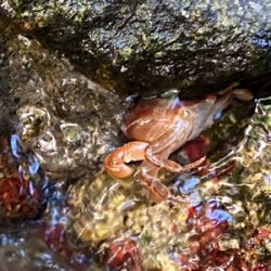 水遊びついでのカワムツ