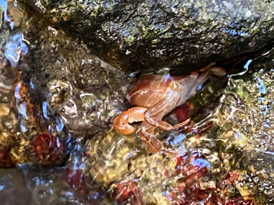 水遊びついでのカワムツ